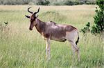 Topi - Maasai Mara National Park in Kenya, Africa