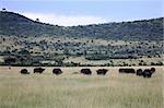 Buffalo - Maasai Mara National Park in Kenya, Africa