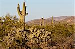 paysage de désert et de cactus