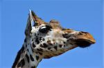 beautiful and cute girafs head against a blue sky