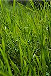 makro taken of long green summer grass