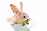 beautiful bunny eating, isolated on white background, with reflexion. Studio shot