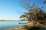 The Broadwater Gold Coast Australia seen from Labrador through causarina trees.