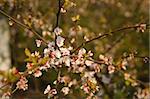 Blossoms of apple tree