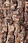 Pine tree trunk texture, close up take