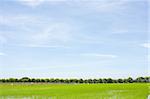 field rice and the blue sky in the thailand.