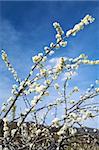 almond trees at valley of jerte in caceres spain