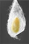 cocoon of silkworm hanging on silk worm net gray background