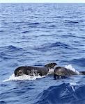 pilot whales free with baby sea blue mediterranean swimming