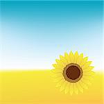 Sunflower on summer field