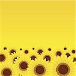 Summer meadow, sunflowers background for your design