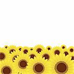 Summer meadow, sunflowers background for your design