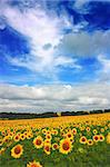 Beautiful sunflowers field background with blue sky.