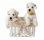 5 weeks old schnauzer puppies in a basket
