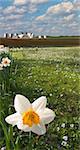 Daffodil closeup and farm