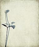 Blue long stem and seed head on grunge textured background