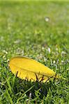 yellow autumn fall leaf on garden green grass lawn vivid seasonal colors