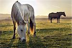 Horse out at grass in morning fog