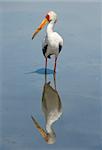 The Yellow-billed Stork, Mycteria ibis, is a large wading bird in the stork family Ciconiidae. It occurs Africa South of Sahara and in Madagascar. Plumage mainly pinkish-white with black wings and tail; bill yellow, blunt, and decurved at tip.