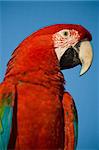 Colorful parrot isolated looking at the camera.