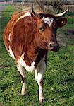 Ayrshire Cow with Horns looking towards the Camera