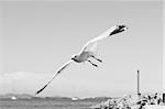 flying seagulls on Formentera port summer balearic islands