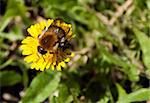 Bee pollinating a yellow dandelion