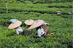 Tea pickers on a tea plantation in Puncak, Java, Indonesia