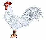 hand painted cock on white background - illustration