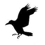 vector silhouette of the  raven isolated on white background