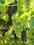 growing grape cluster on the branch