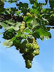 growing grape clusters on the branches