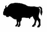 silhouette of the buffalo on white background