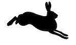 silhouette of the rabbit on white background