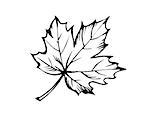 sketch of the sheet of the maple on white background