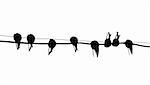 silhouette migrating swallow reposing on electric wire