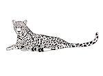 Black and white a cheetah. Vector illustration