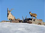 Goat family at stone rock on a background of blue sky