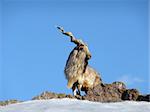 Beautiful goat at stone rock on a background of blue sky