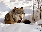 Cute jawing gray wolf sits on the snow ground