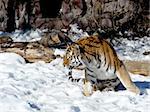Colorful tiger sits on the snow ground