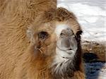 Orange cute camel on a snow background