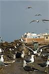 View of seagulls in Moroccan harbour, essauira