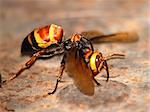 wasp bee macro photo
