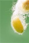 yellow silkworm cocoon over green on silk worm net