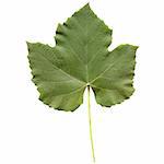 Vitis tree leaf - isolated over white background - front side