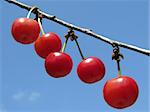 ripening cherry fruits on the branch