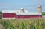 Corn and Red Farm Buildings
