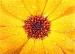 Orange flower of calendula with dew. Background. Close-up. Studio photography.