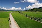 Road in countryside over green farm under blue sky in Taiwan, Asia.